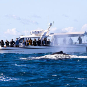 whale watching