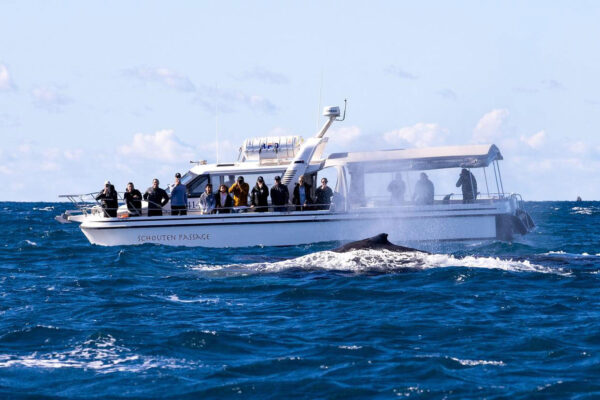 whale watching