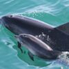 Dolphin cruise Jervis Bay